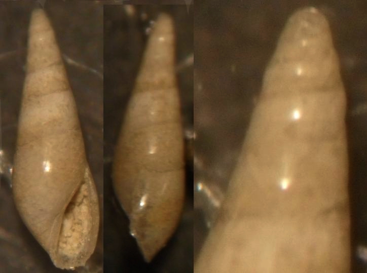 eulimidae 2